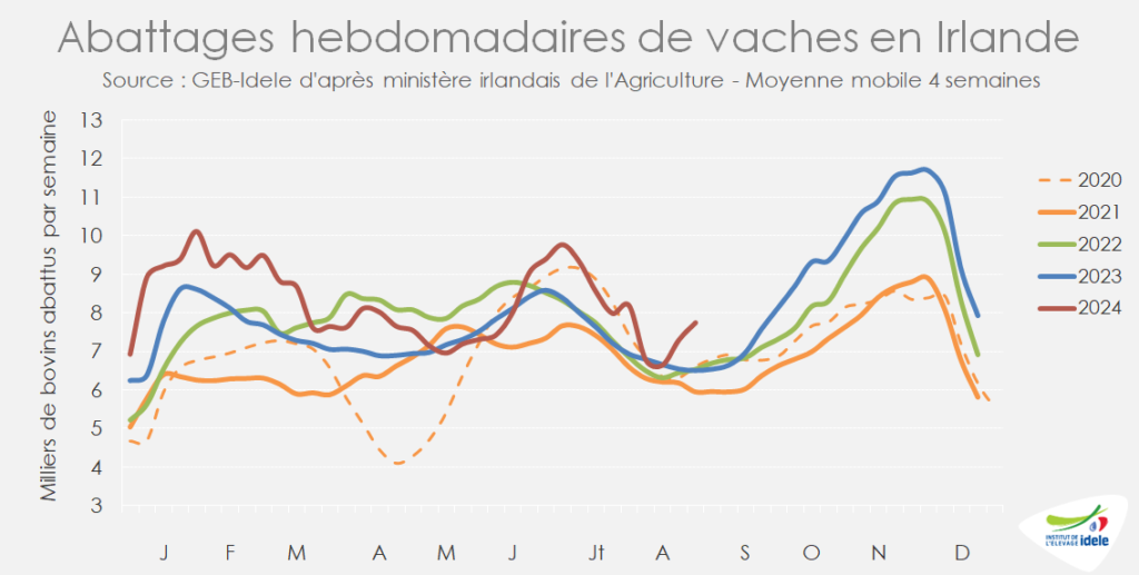 
Abattages-de-vaches-irlandaises-ont-accelere-en-juillet-aout-de-plus-13-pr-cent-par-rapp-a-2023.