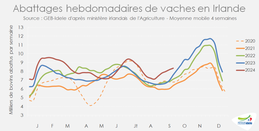 Abattages-de-vaches-en-Irlande-en-augmentation-de-10-pr-cent-par-rapp-a-2023-entre-s37-et-s40