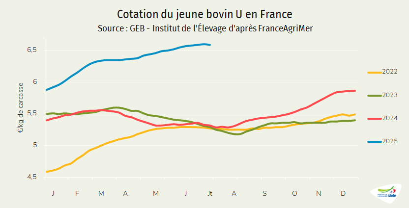 Cotation-jeune-bovin-U-France-juillet-2025