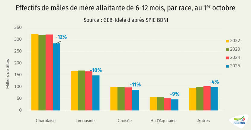 Effectifs de mâles de 6 à 12 mois