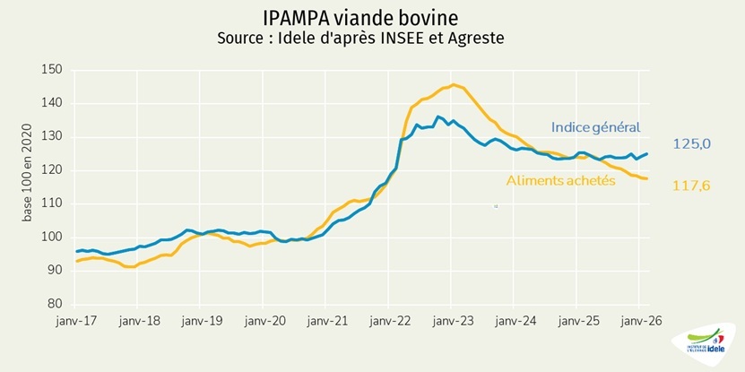 IPAMPA-viande-bovine-en-fevrier-2026
