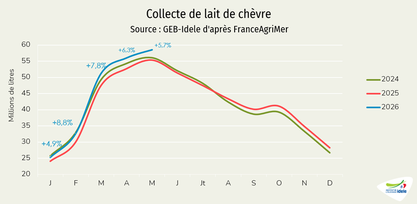 Collecte de lait de chèvre