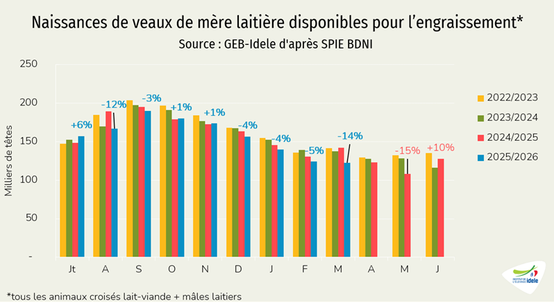 Naissances-de-veaux-de-mere-laitiere-disponibles-pour-l-engraissement