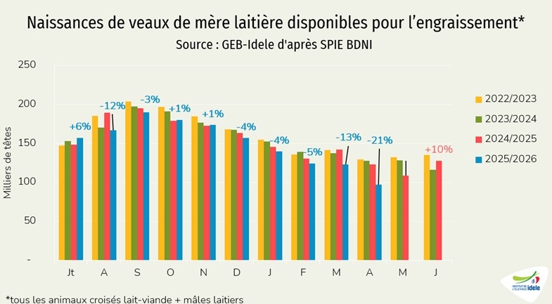 Naissances-de-veaux-disponibles-pour-lengraissement-en-France-en-avril-2026