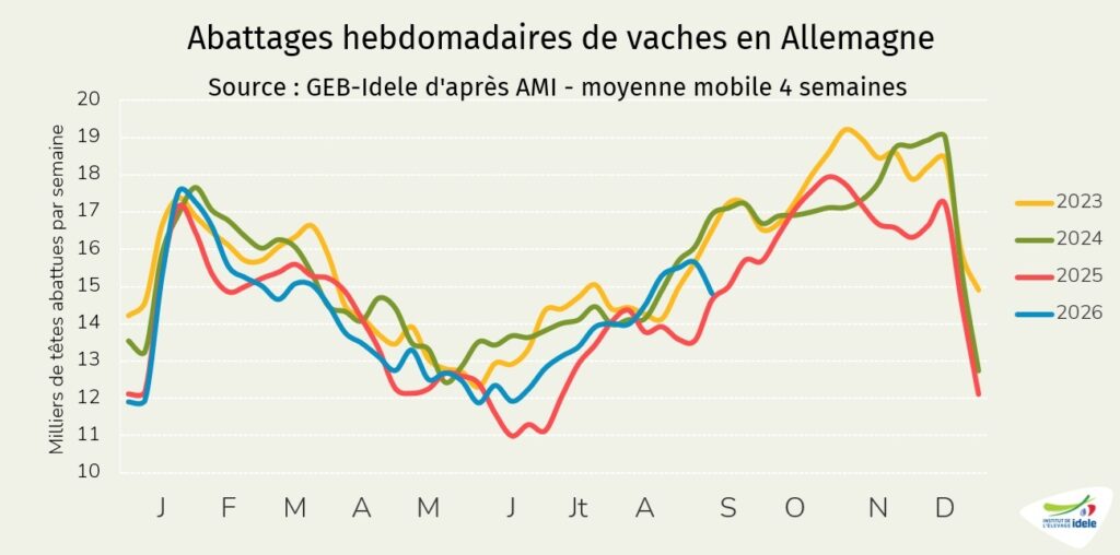 Abattages-allemands-de-vaches-en-semaine-37-de-2026
