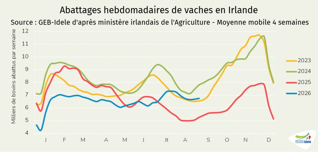 Abattages-de-vaches-en-Irlande-en-semaine-37-de-2026