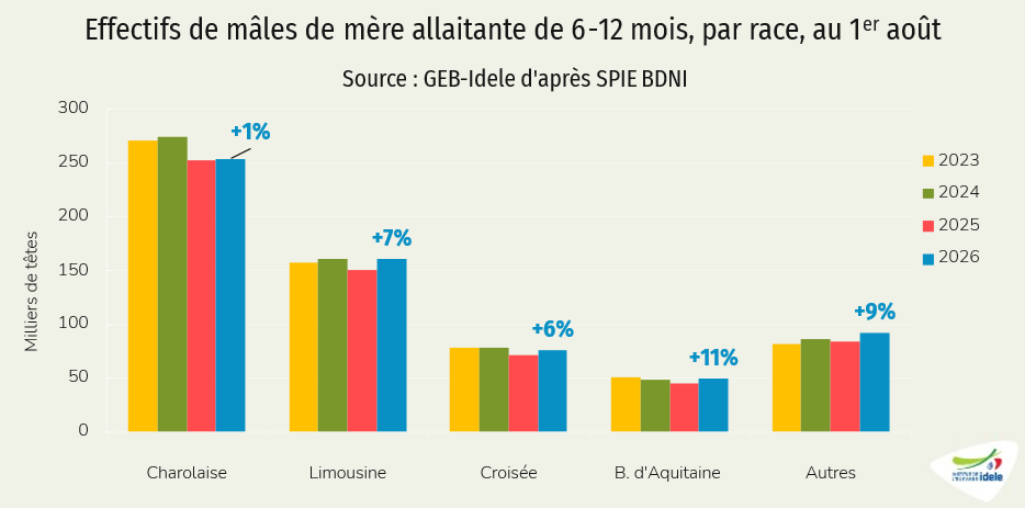 Effectifs de mâles de mère allaitante de 6-12 mois, par race, au 1er août
