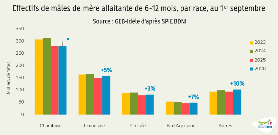 effectifs de mâles de mère allaitante de 6-12 mois, par race, au 1er septembre